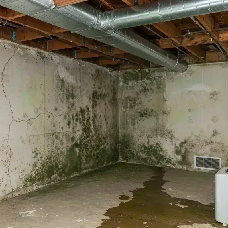 Professional Mold Removal in Shakopee, MN